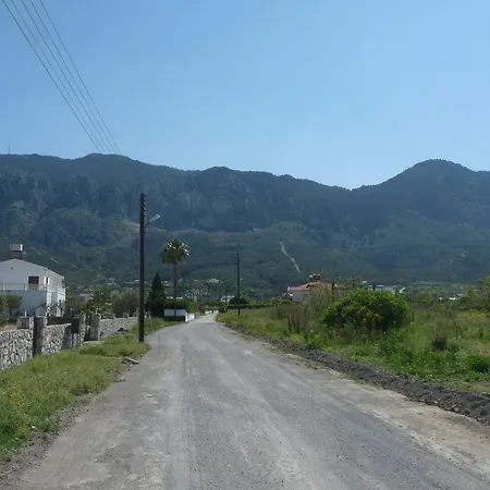 Olive Tree Lapithos (Northern Cyprus)