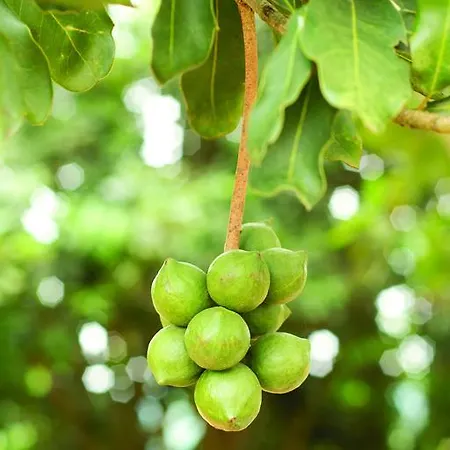Olive Tree * Lapithos (Northern Cyprus)