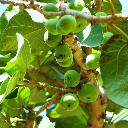 Villa Olive Tree Lapithos (Northern Cyprus)