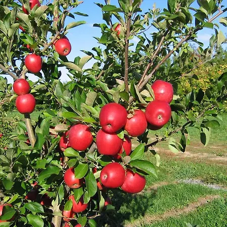 Olive Tree Willa *