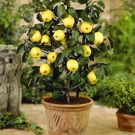 Olive Tree